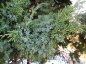 Juniperus chinensis 'Japonica' 